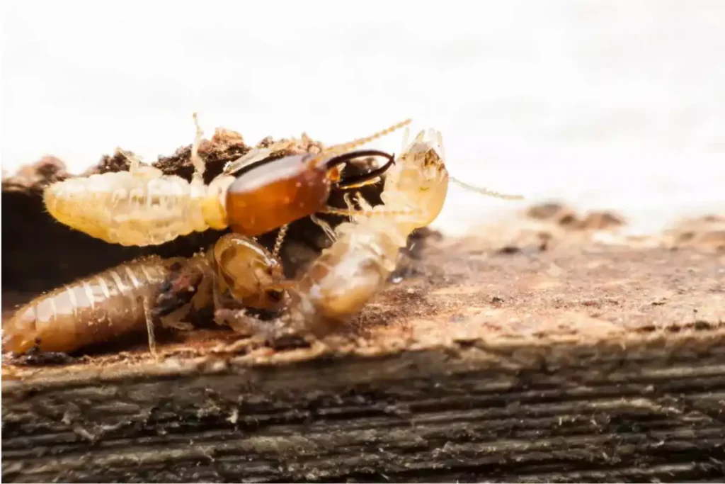 Comment protéger vos arbres vivants des attaques de termites ?