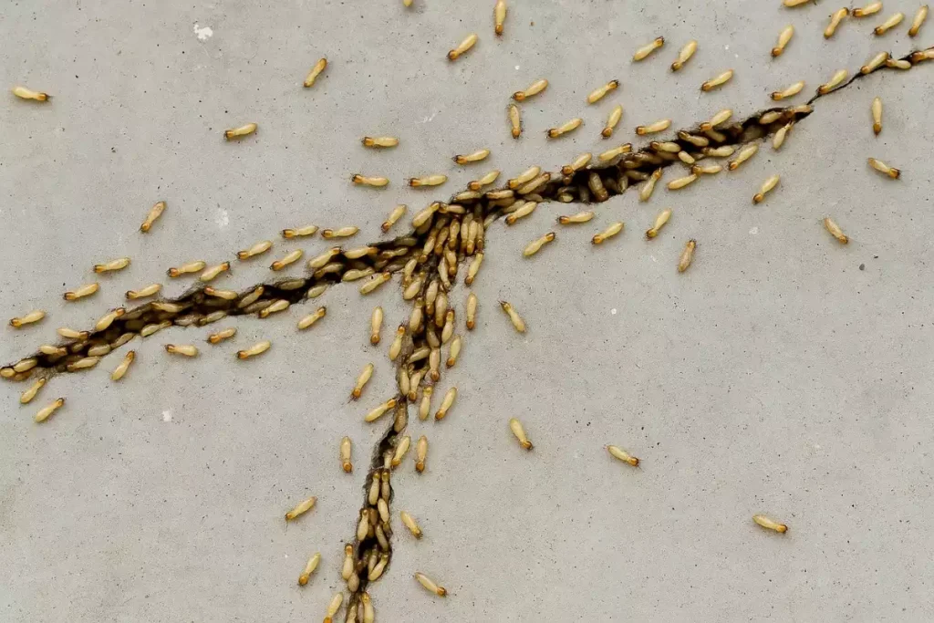termite beton