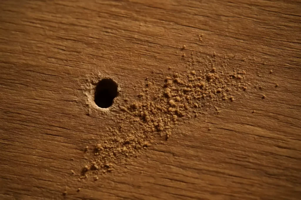 est-ce que les termites font de la sciure de bois ?