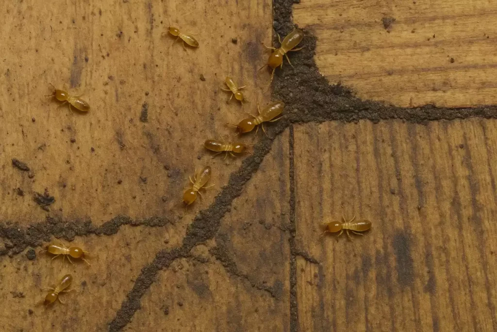 signe excréments de termites