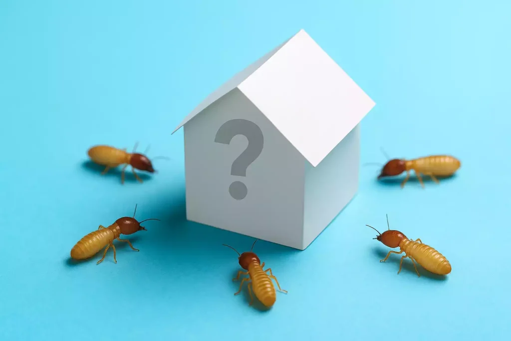 faut il acheter une maison avec des traces de termites ?