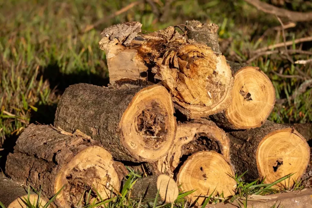 bois de chauffage infesté