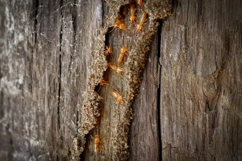 danger termites volantes