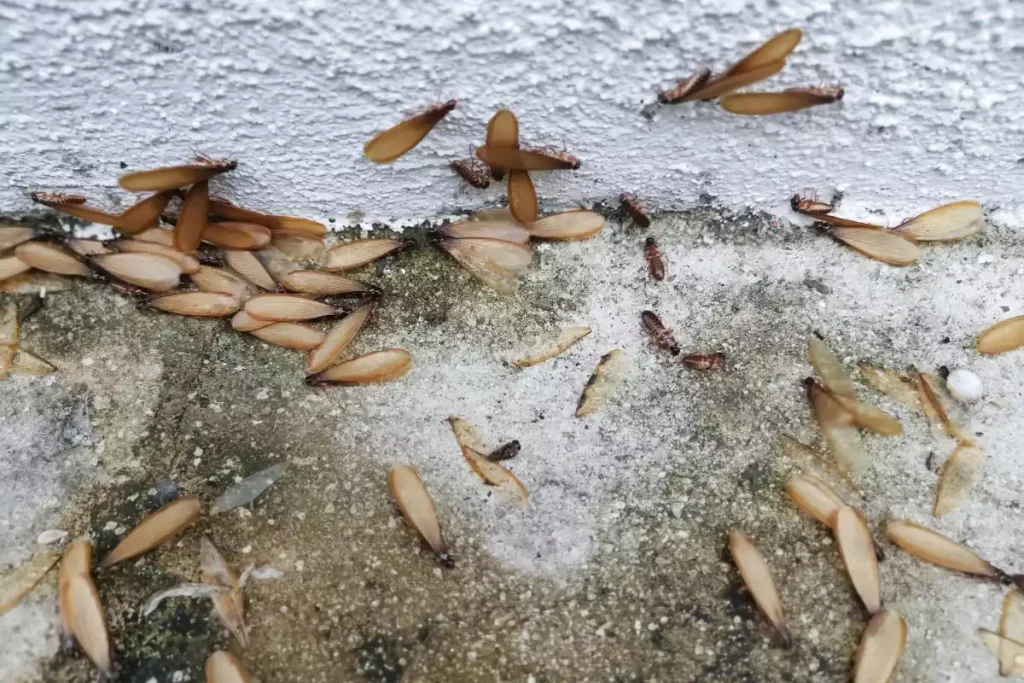 termite volante dans la maison