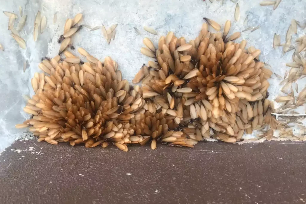 termites ailés danger