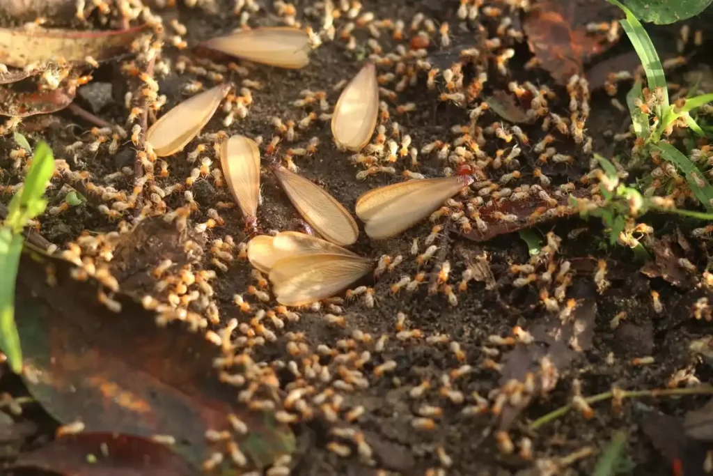 termites volantes danger