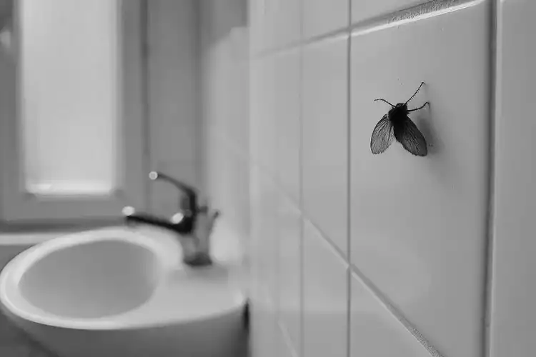pourquoi-moucheron-salle-de-bain